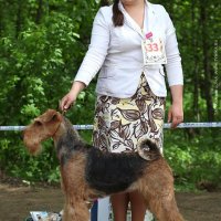 SHER IVEN SWEET BERRY - SHER IVEN SWEET BERRYJunior Champion of Russia, National Airedale Terrier Club, Champion of Russia, 3*National Airedale Terrier Club, RKF.Рожд. 14.03.2014 (o. Int. Ch. Stargus Galiano м. Int. Ch. Sher White Rose) Владелец: Агеева Елена (МО, г. Щелково)